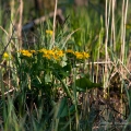 108_Biebrza - kwiecien 2011